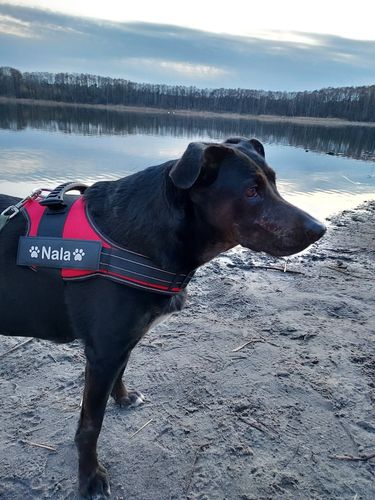 Customer photo review of Pfotenlove - Personalisiertes Sicherheitsgeschirr – Premium Ausgabe