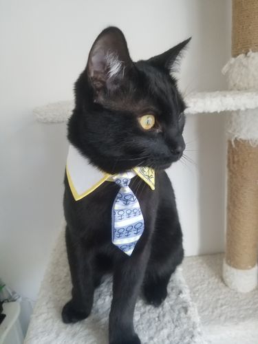 Unbreakable cat collar Clearance