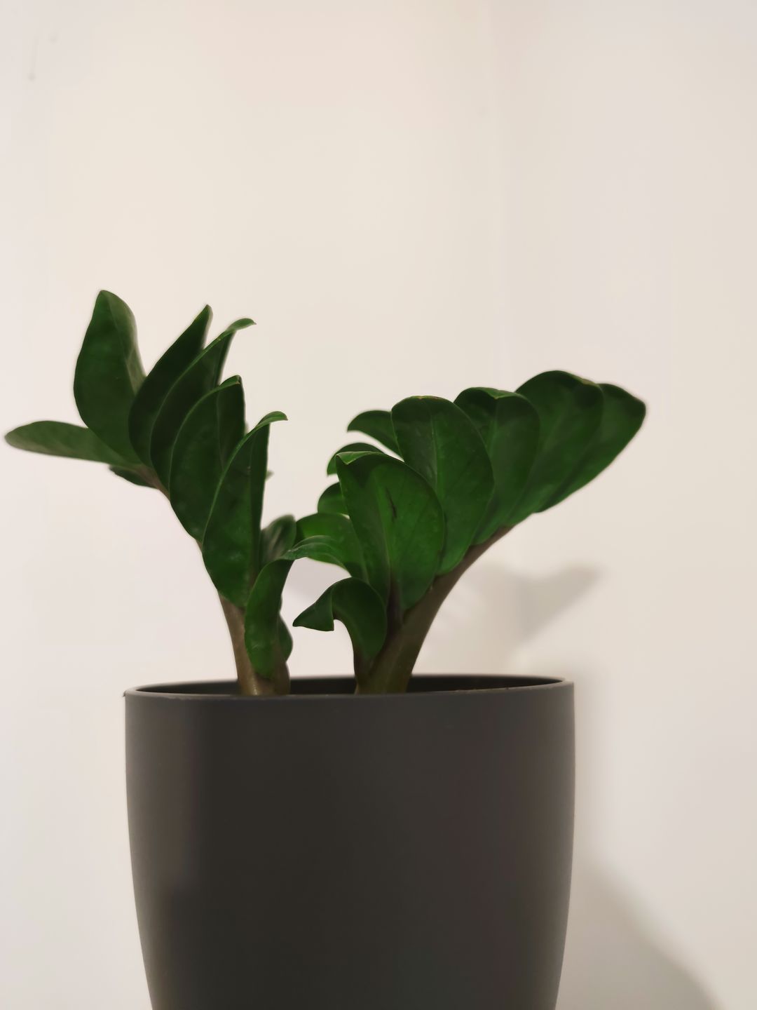 Customer photo review of ZAMIOCULCAS ZENZI