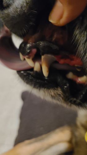 Customer photo review of Proden PlaqueOff Dog Teeth Cleaning Powder for Dogs - 60g