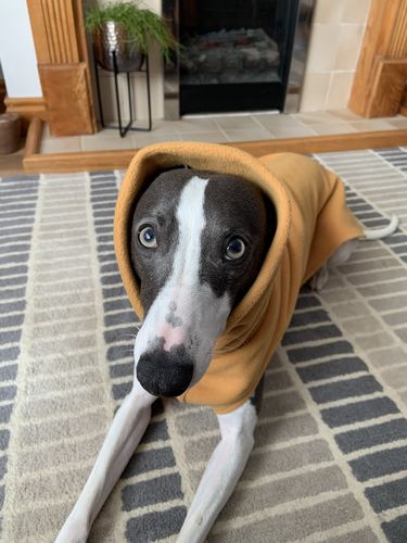 Customer photo review of Sighthound Sleeveless Fleece Sweater / Pullover / Jumper / Pyjamas
