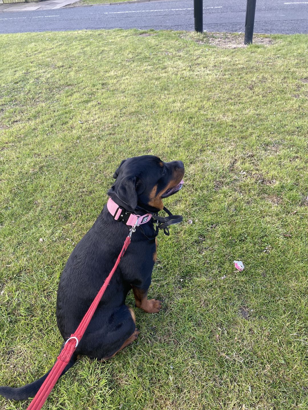 Customer photo review of 5cm Combat® Collar | Rated Clip - NO HANDLE - Pink v2.0