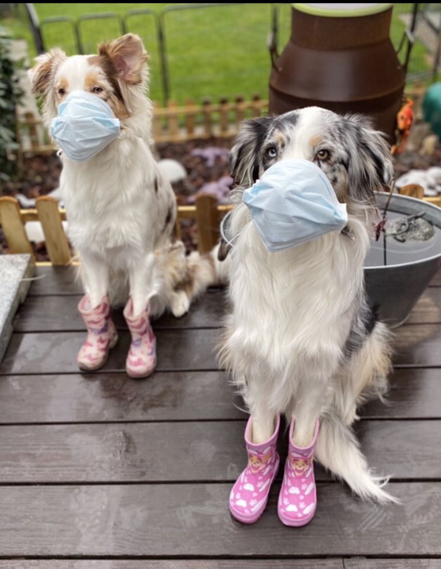 Customer photo review of Aktion Hundekekse - Kürbis-Huhn - 2 mg CBD - Total 740 mg CBD