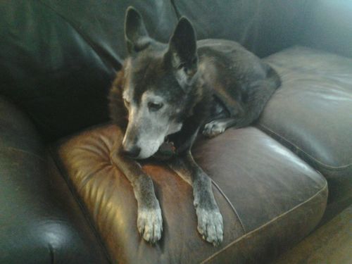 Customer photo review of Budapest Truffles