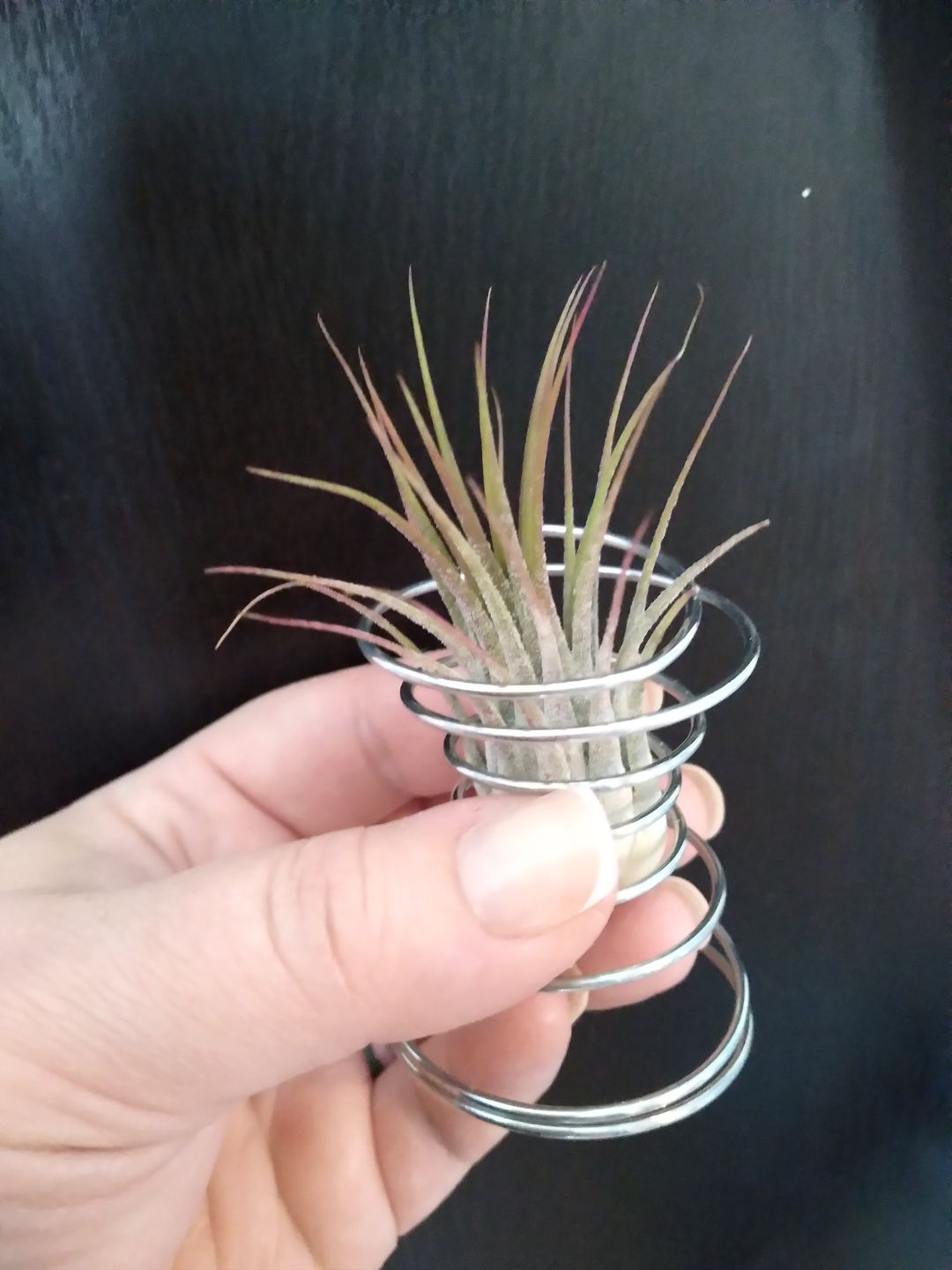 Customer photo review of B Quality Ionantha Variety 3 Pack  ($0.75 Per Plant)