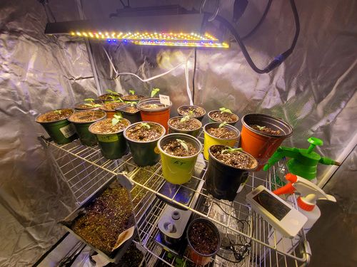 Customer photo review of New Sayhon SH1000 Led Grow Light Full Spectrum Osram Diodes Dimmable