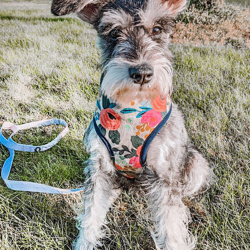 Customer photo review of Floral dog harness - Rifle paper co Rosa
