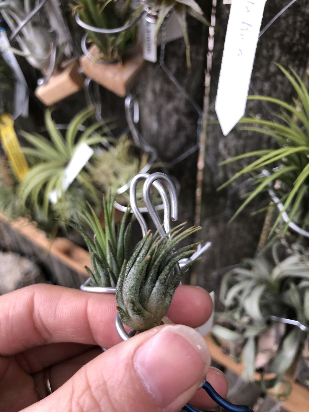 Customer photo review of Ionantha Peanut  (Mini Ionantha Form)
