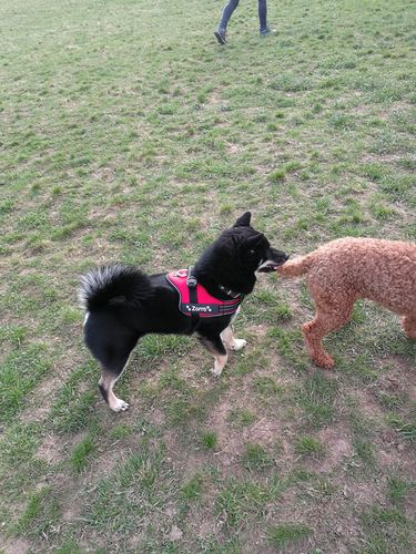 Customer photo review of Pfotenlove - Personalisiertes Sicherheitsgeschirr – Premium Ausgabe