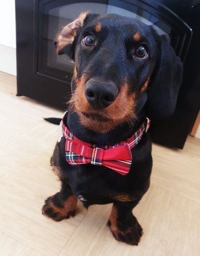 Customer photo review of TARTAN - Collar