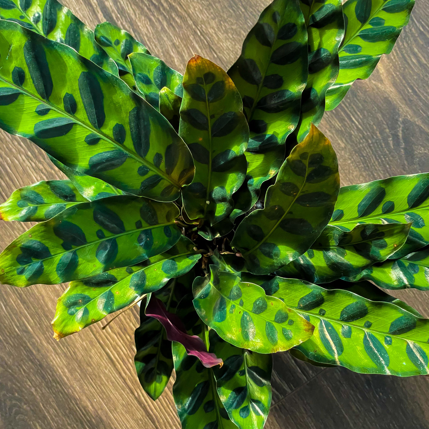 Customer photo review of 4" Calathea Lancifolia - Rattlesnake Plant