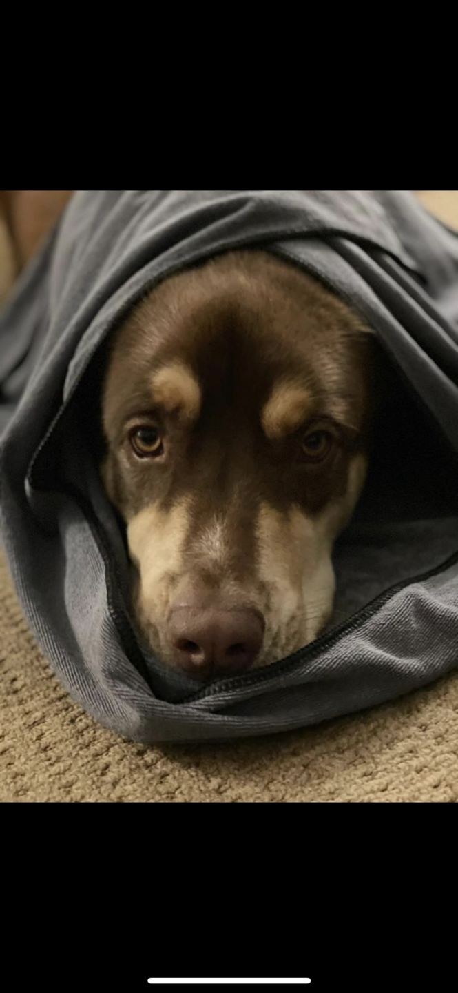 Customer photo review of Luxury Dog Towel