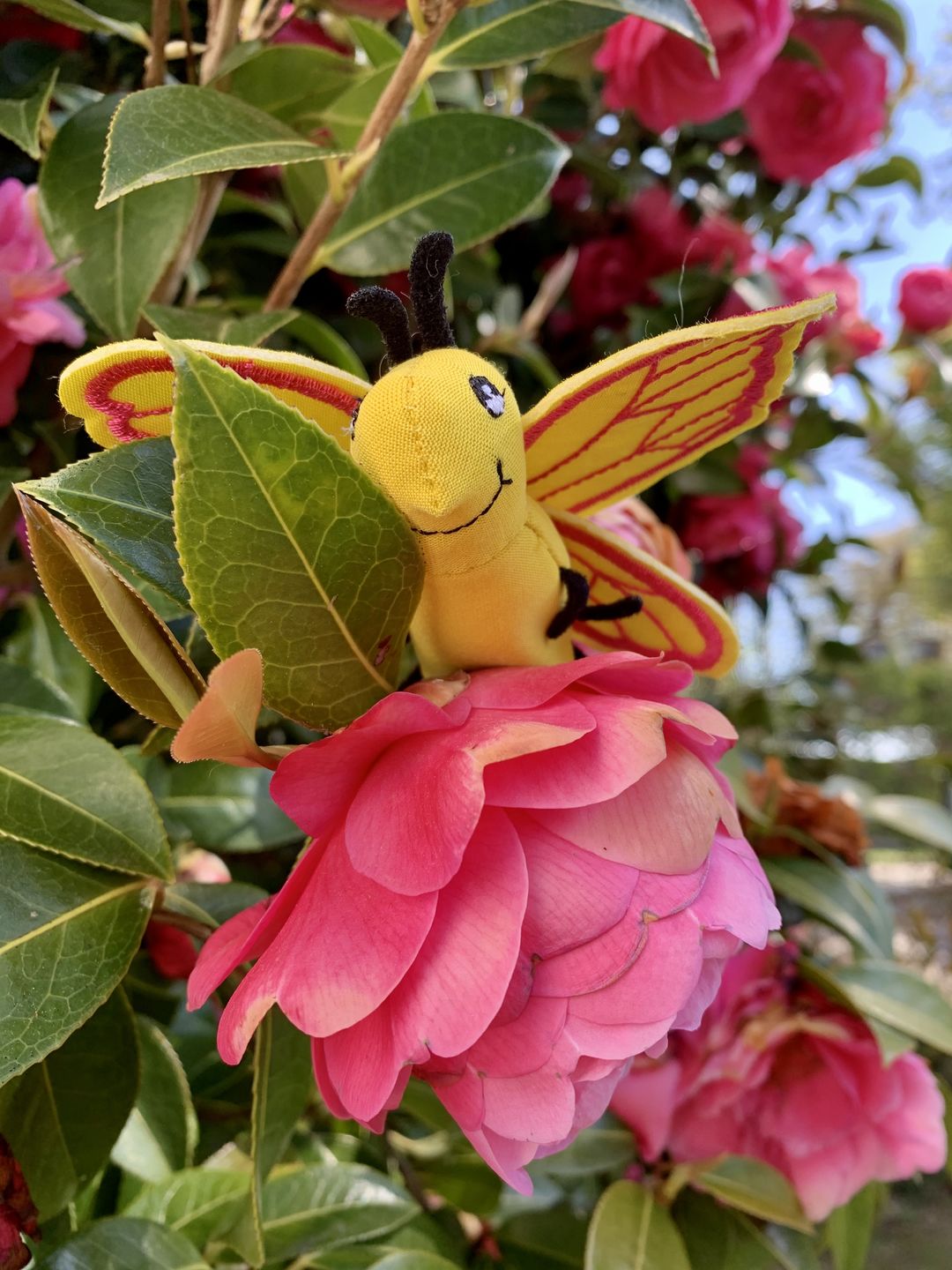 Customer photo review of Papillon Marionnette