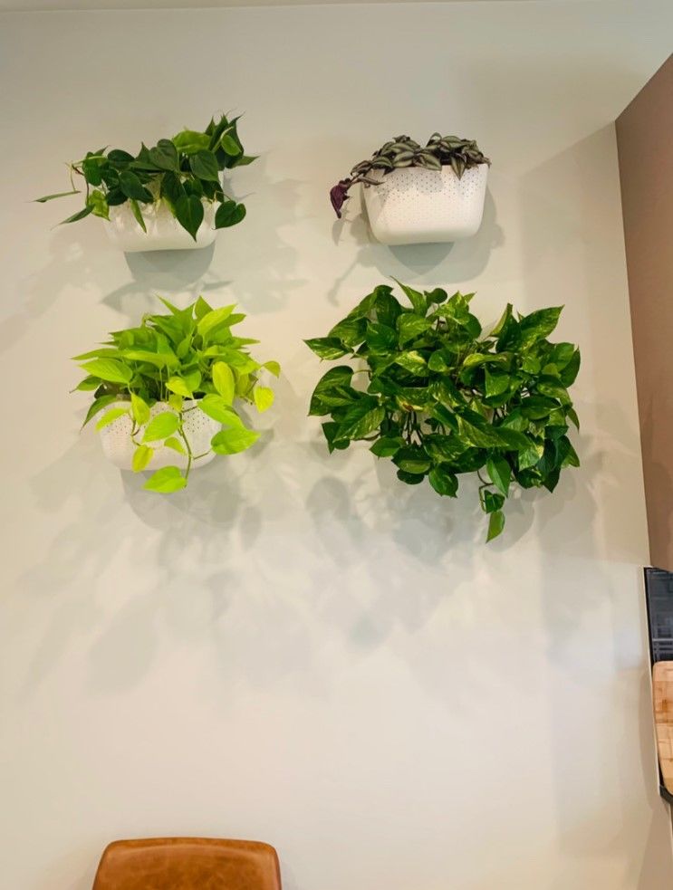 Customer photo review of Eco White Wall Planter