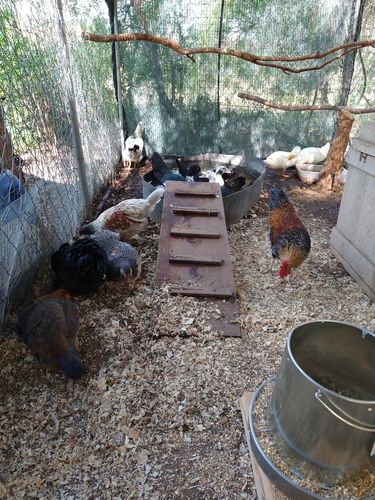 Customer photo review of GrubTerra Dried Larvae