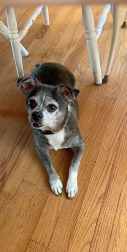 Customer photo review of Custom Pet Stickers