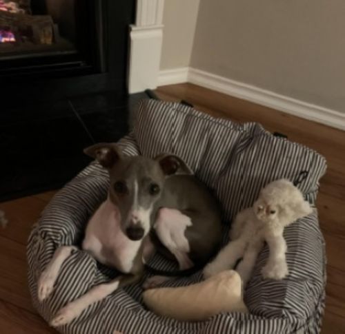 Customer photo review of Dog Car Calming Bed