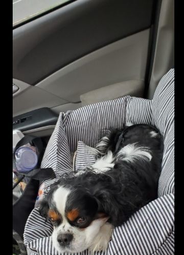 Customer photo review of Dog Car Calming Bed