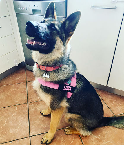 Customer photo review of DF Co. Pink Dog Leash