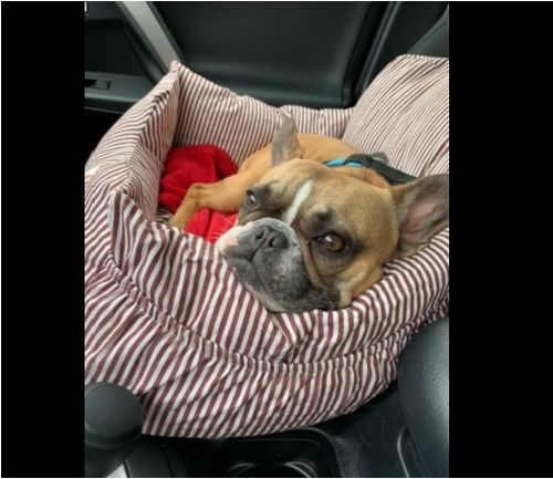 Customer photo review of Dog Car Calming Bed