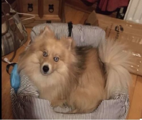 Customer photo review of Dog Car Calming Bed