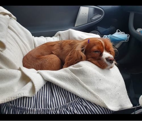 Customer photo review of Dog Car Calming Bed