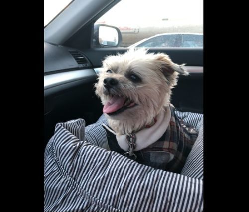 Customer photo review of Dog Car Calming Bed