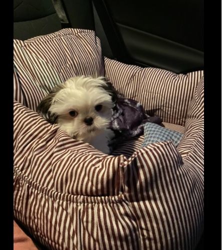 Customer photo review of Dog Car Calming Bed