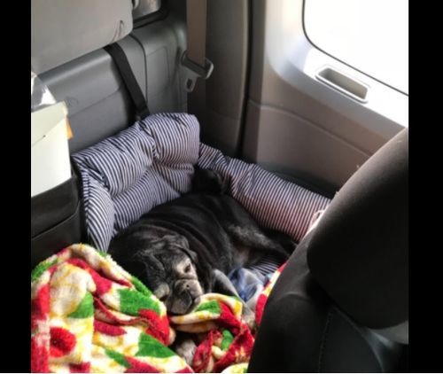 Customer photo review of Dog Car Calming Bed