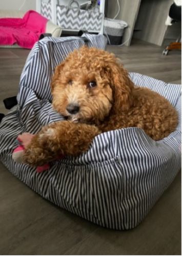 Customer photo review of Dog Car Calming Bed