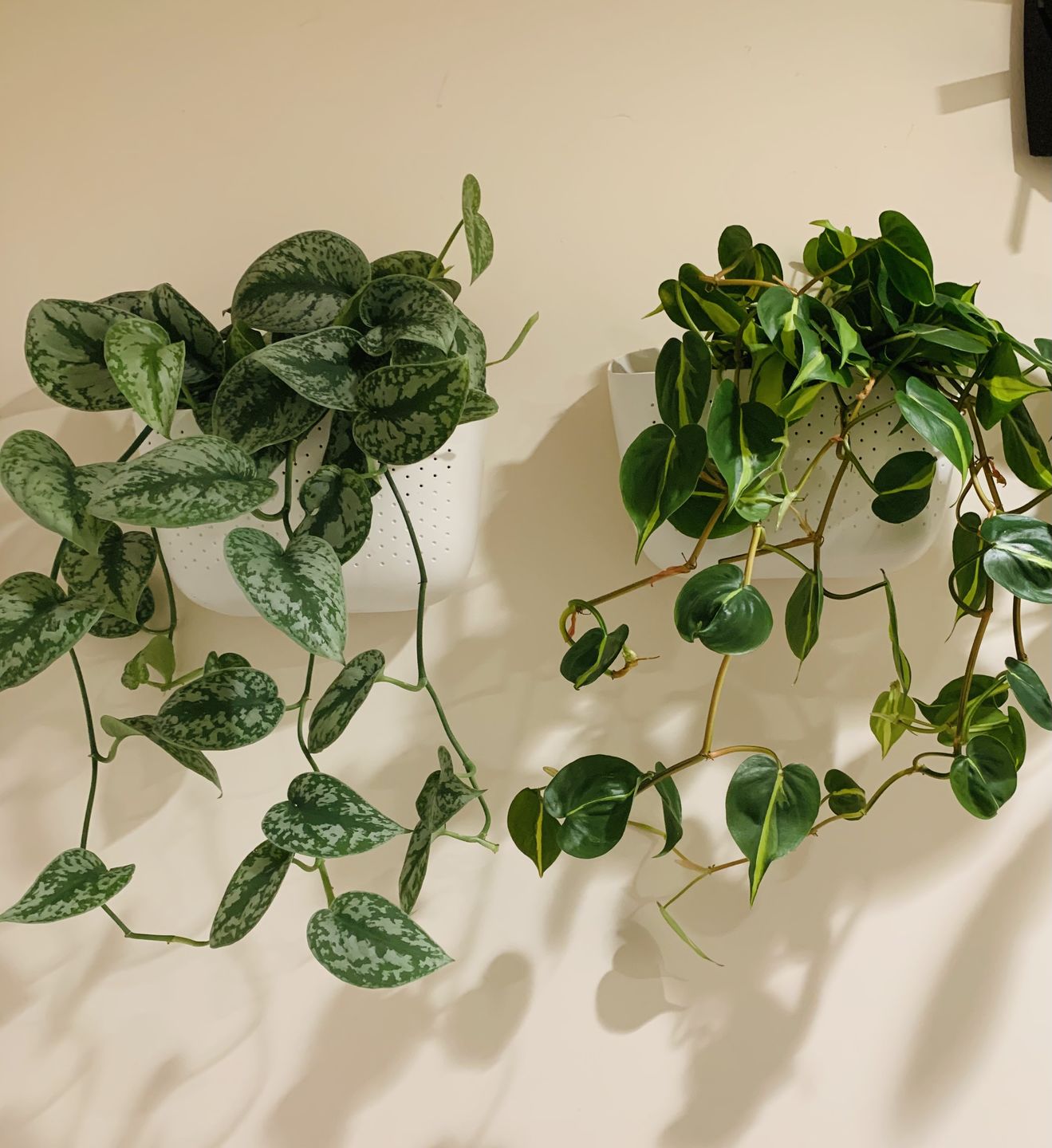 Customer photo review of Eco White Wall Planter