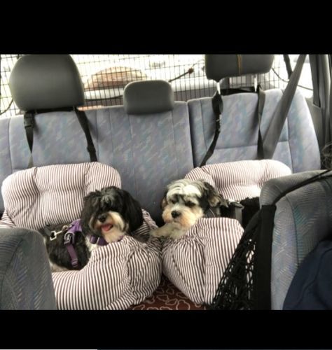 Customer photo review of Dog Car Calming Bed