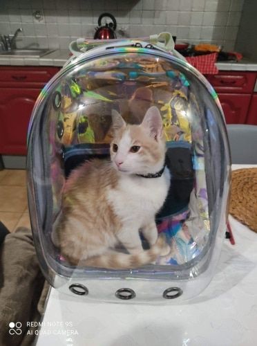 Sac A Dos Pour Chat Par My Animal With Me Sac A Dos De Transport Po