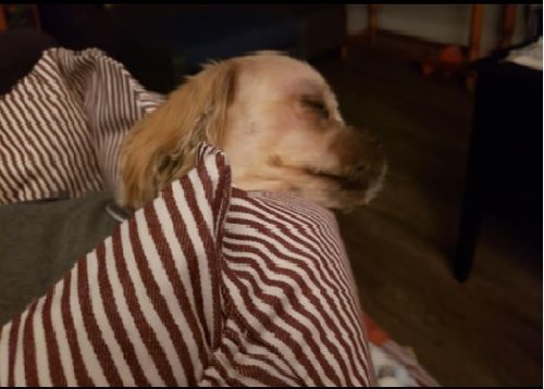 Customer photo review of Dog Car Calming Bed