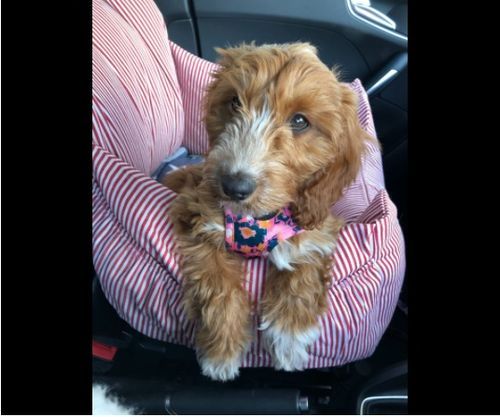 Customer photo review of Dog Car Calming Bed