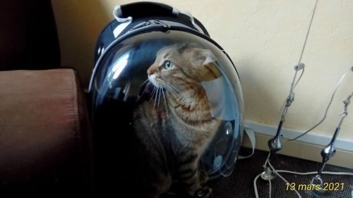 Sac A Dos Pour Chat Par My Animal With Me Sac A Dos De Transport Po