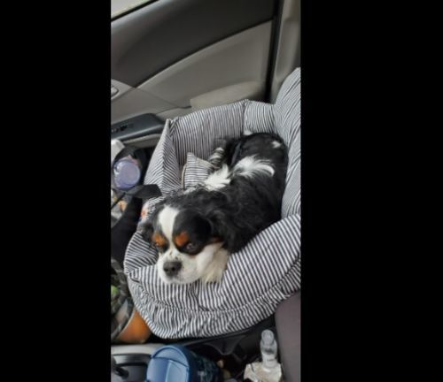 Customer photo review of Dog Car Calming Bed