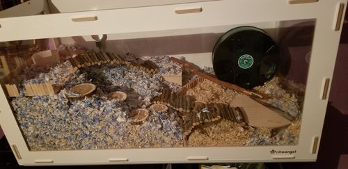 Customer photo review of Niteangel Bigger World MDF Terrarium Aspen Poplar Wooden Enclosure for Syrian and Dwarf Hamsters