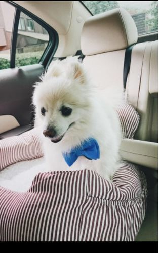Customer photo review of Dog Car Calming Bed