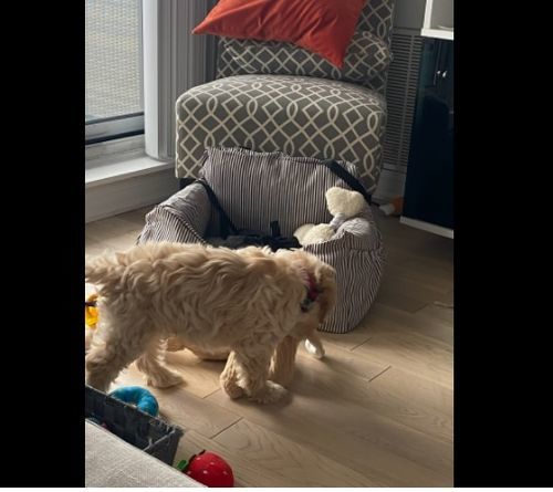 Customer photo review of Dog Car Calming Bed