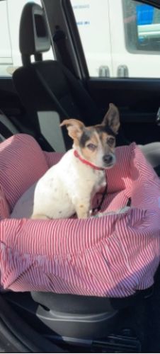 Customer photo review of Dog Car Calming Bed