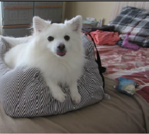 Customer photo review of Dog Car Calming Bed
