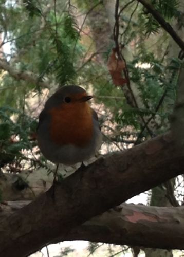 Customer photo review of FUCHS SPUR VERTIKAL - Bio Damen Shirt