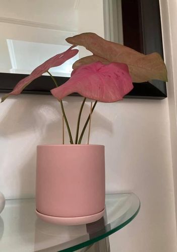 Review photo 1 by Cherrylyn A.