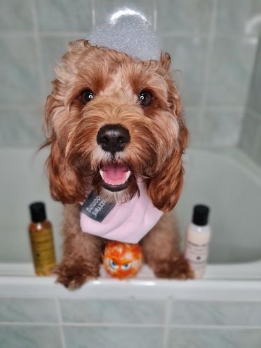 Customer photo review of Puppy Hamper - First Paw Prints Hamper