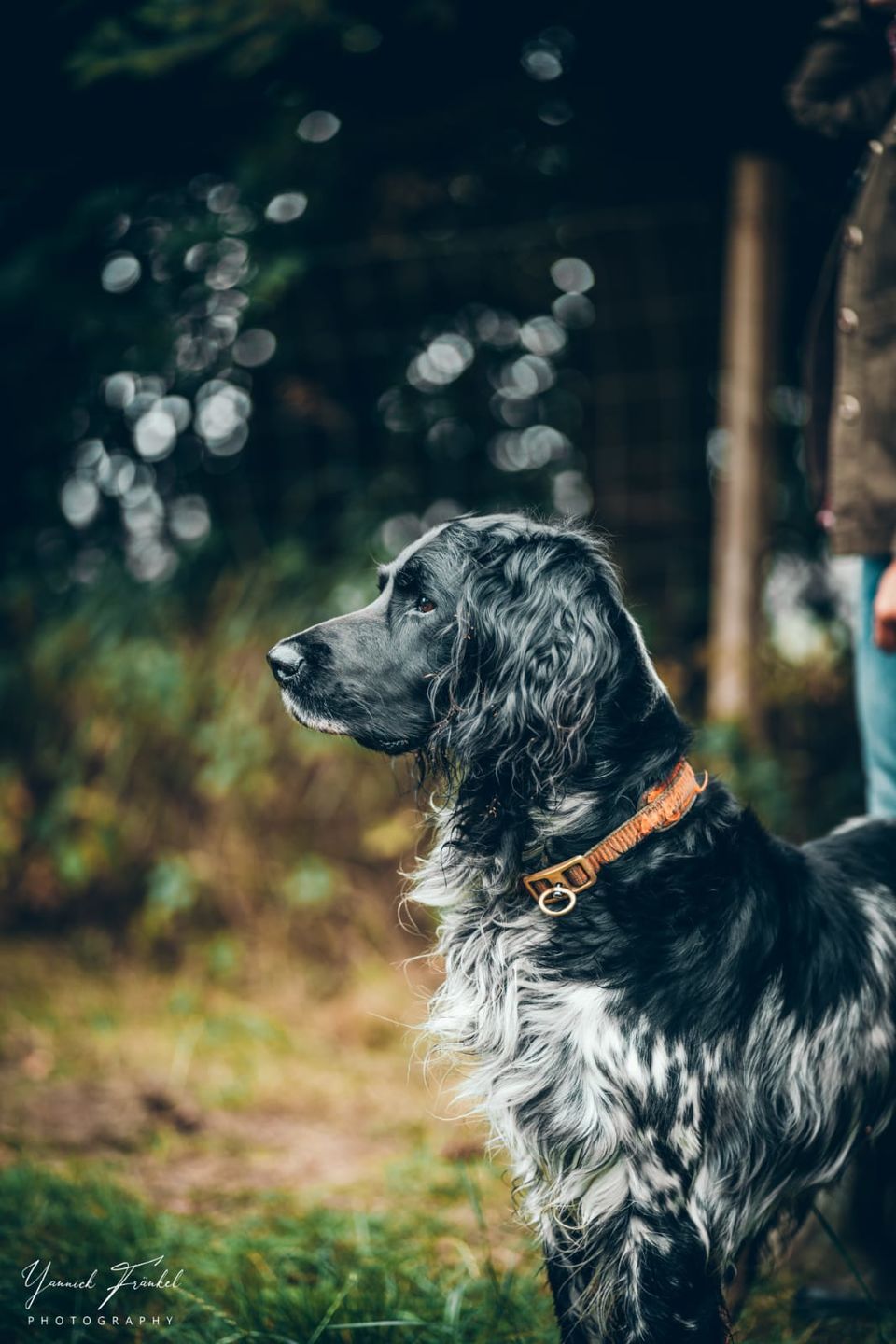 Customer photo review of Gedenktafel Hund "Lieblingshund"