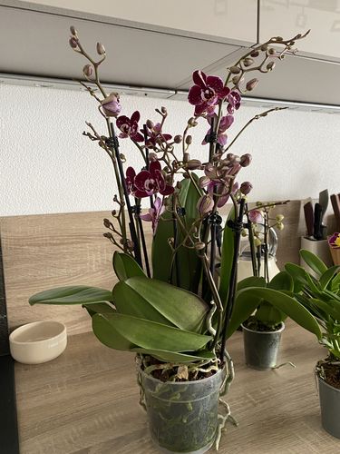 Customer photo review of Two of Us - Coco Bordeaux 7+ Stiele