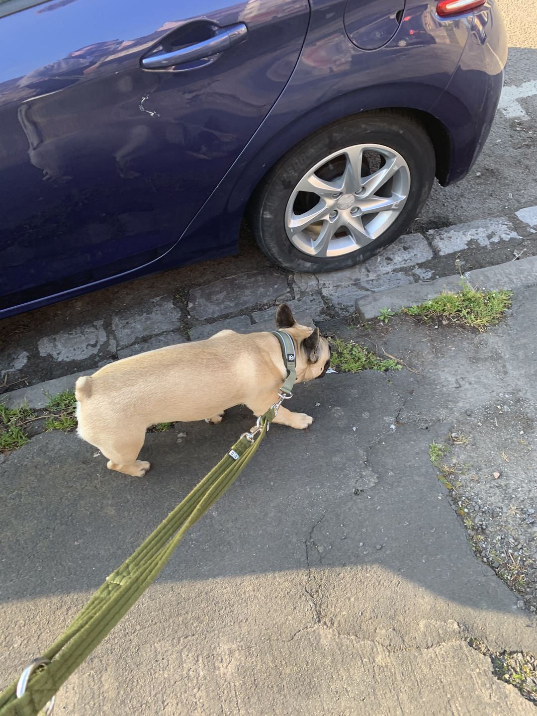 Customer photo review of 3cm Slip on Collar | Soft Padded & Reflective - Khaki v2.0
