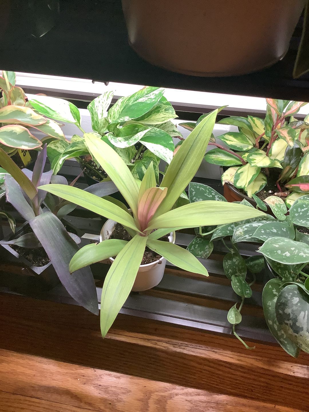 Customer photo review of 4" Tradescantia spathacea 'Sitara's Gold'