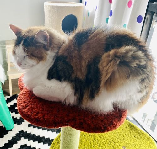 Customer photo review of Two Climbing Level Sisal Cat Scratching Tree